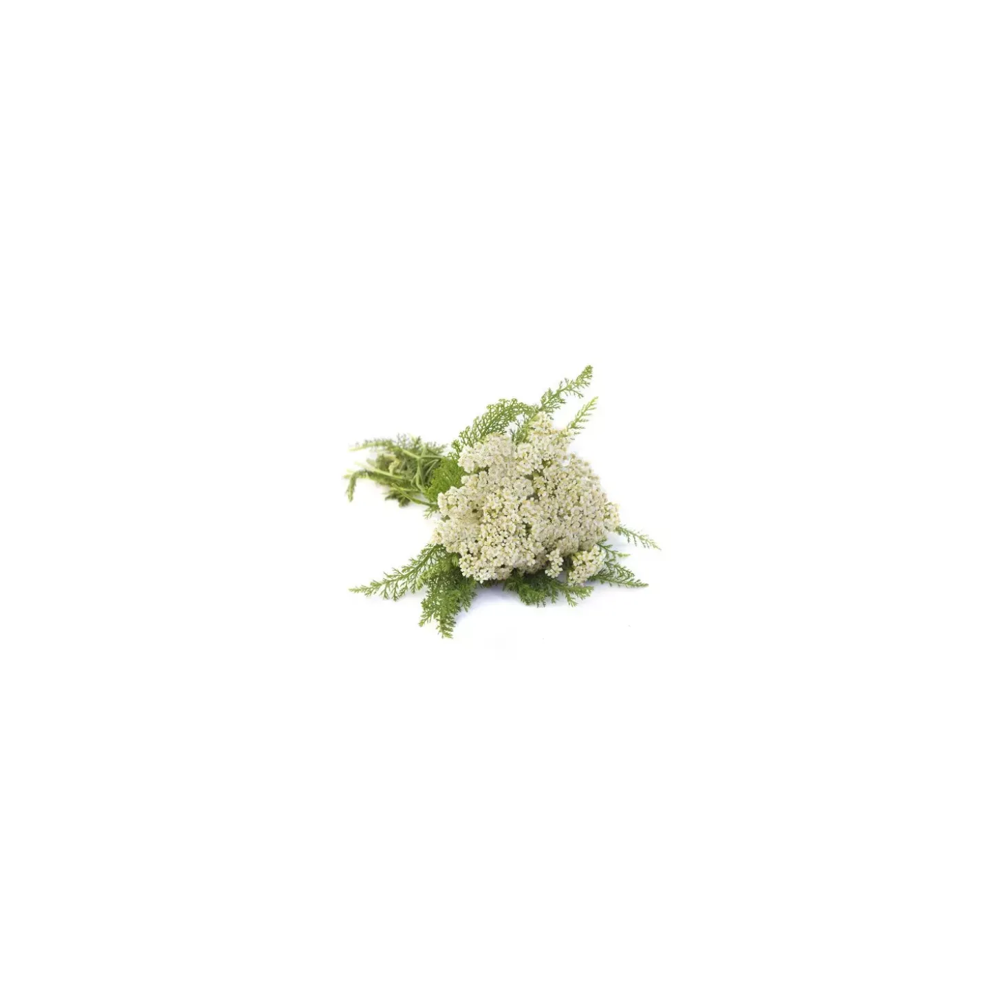 Achillee millefeuille