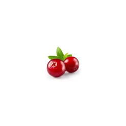 Airelle bio (Vaccinium Vitis-Idaea) – Macérat concentré de bourgeons frais