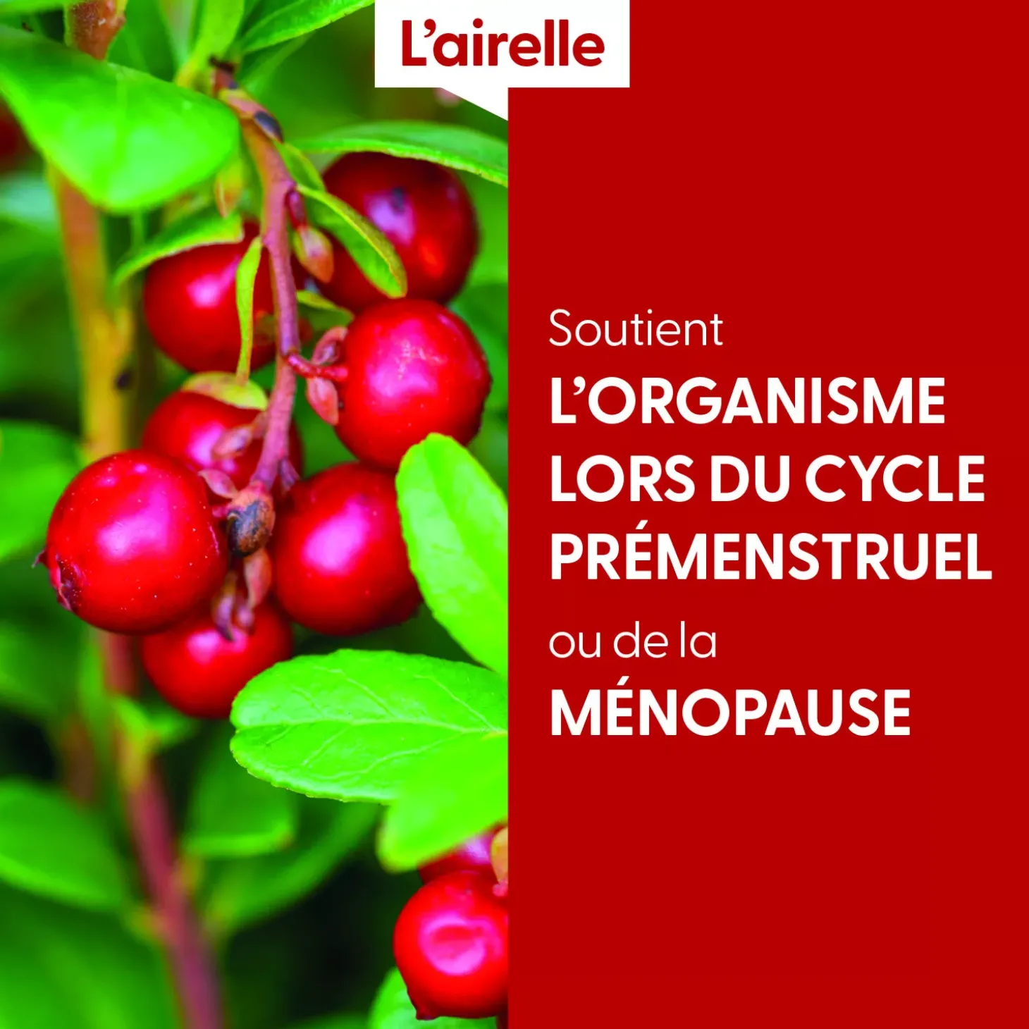 Airelle bio (Vaccinium Vitis-Idaea) – Macérat concentré de bourgeons frais