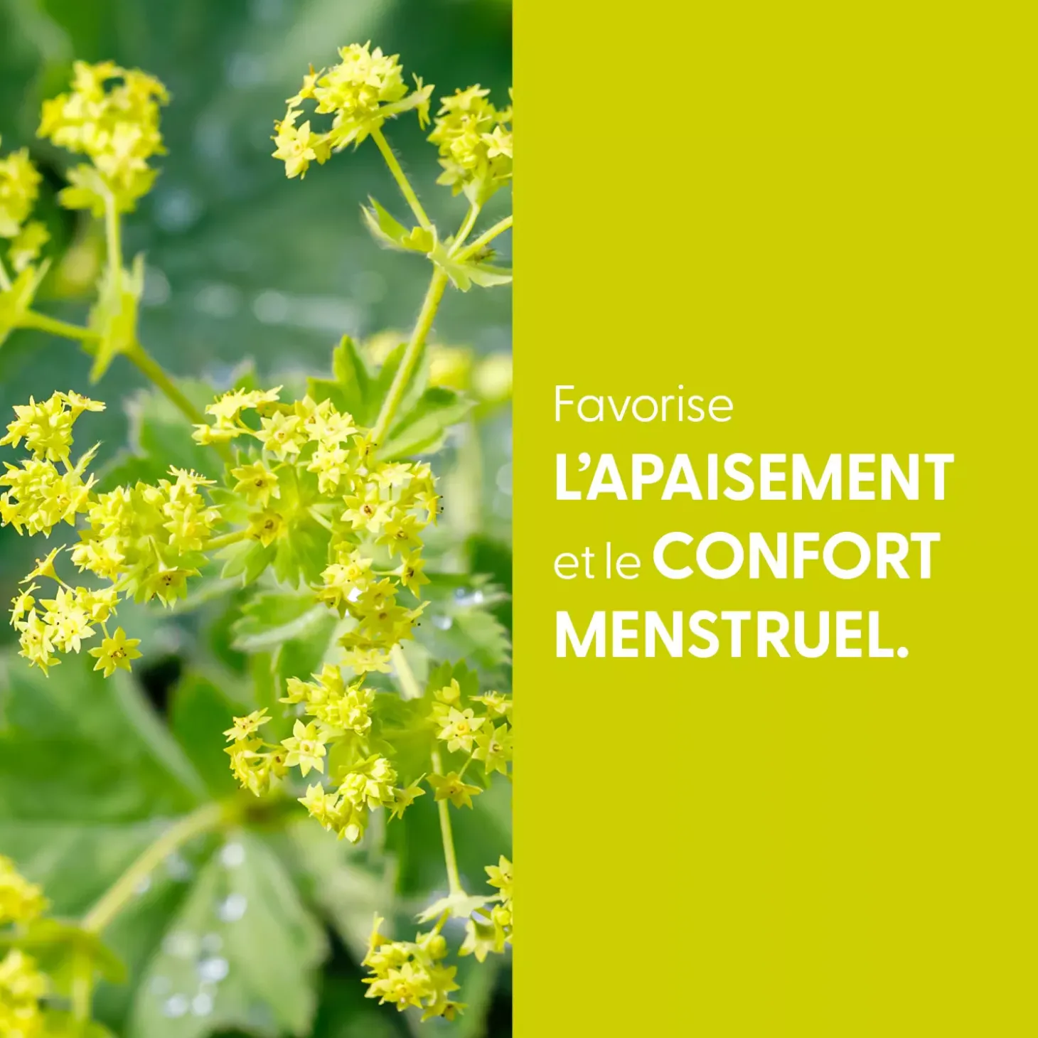 Alchémille bio (Alchemilla Vulgaris) – Extrait hydroalcoolique concentré