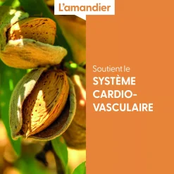 Amandier bio (Prunus Dulcis) – Macérat concentré de bourgeons frais