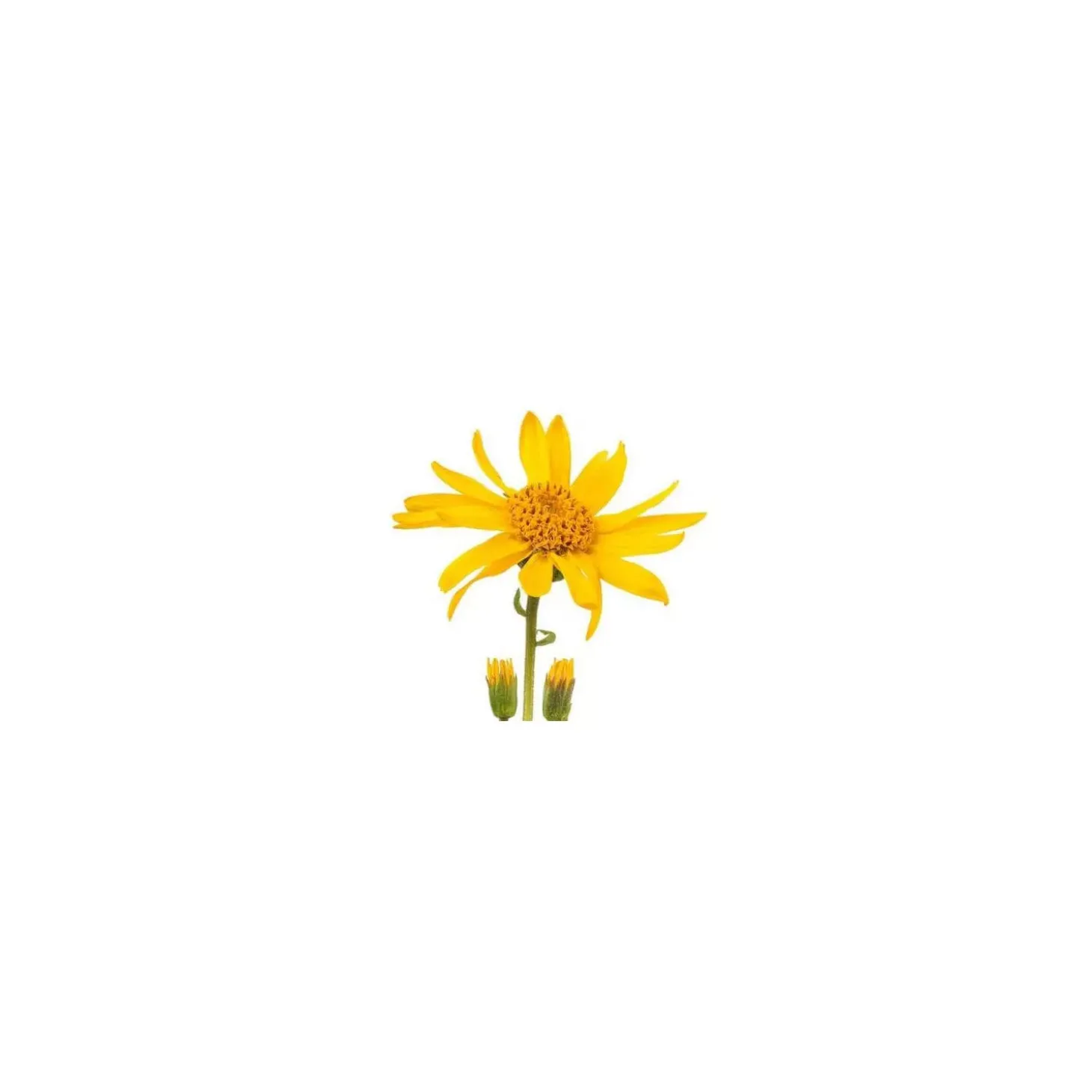 Arnica