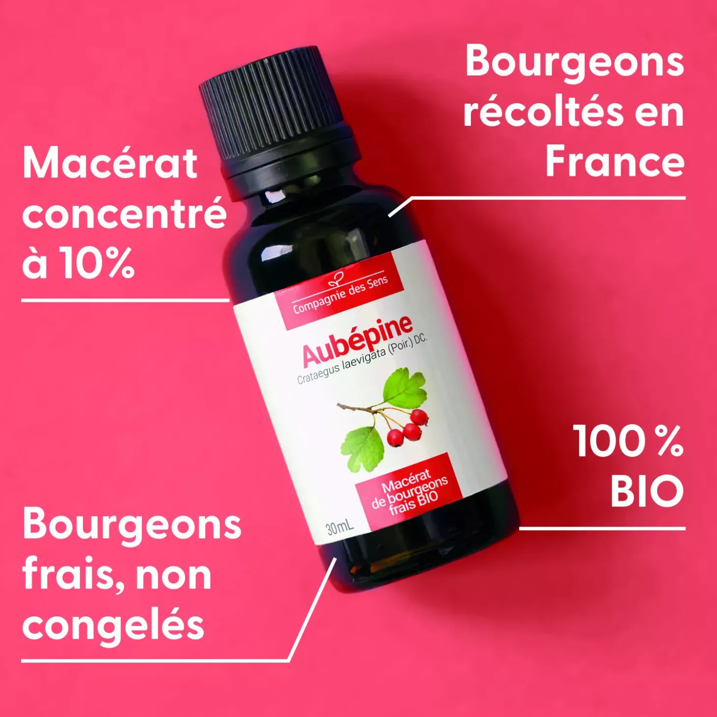 Aubépine bio (Crataegus Laevigata) – Macérat concentré de bourgeons frais
