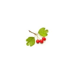 Aubépine bio (Crataegus Laevigata) – Macérat concentré de bourgeons frais