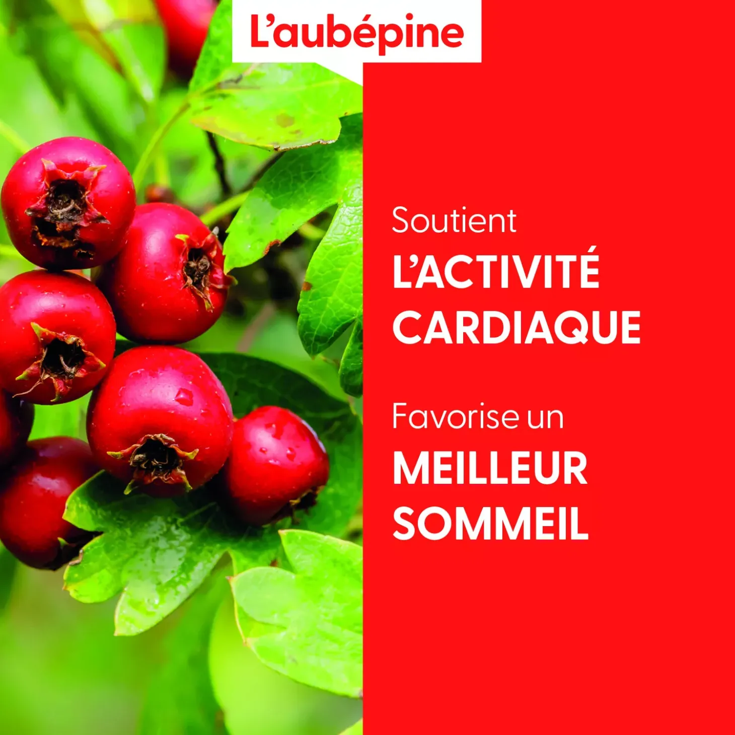 Aubépine bio (Crataegus Laevigata) – Macérat concentré de bourgeons frais