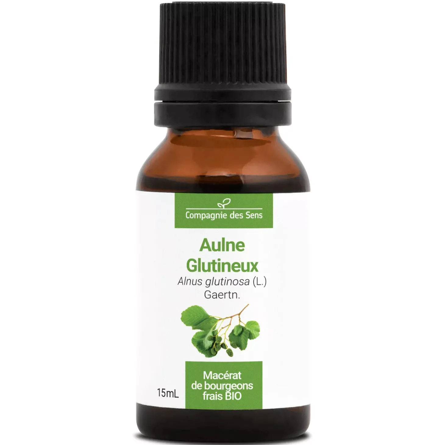 Aulne Glutineux bio (Alnus Glutinosa) – Macérat concentré de bourgeons frais
