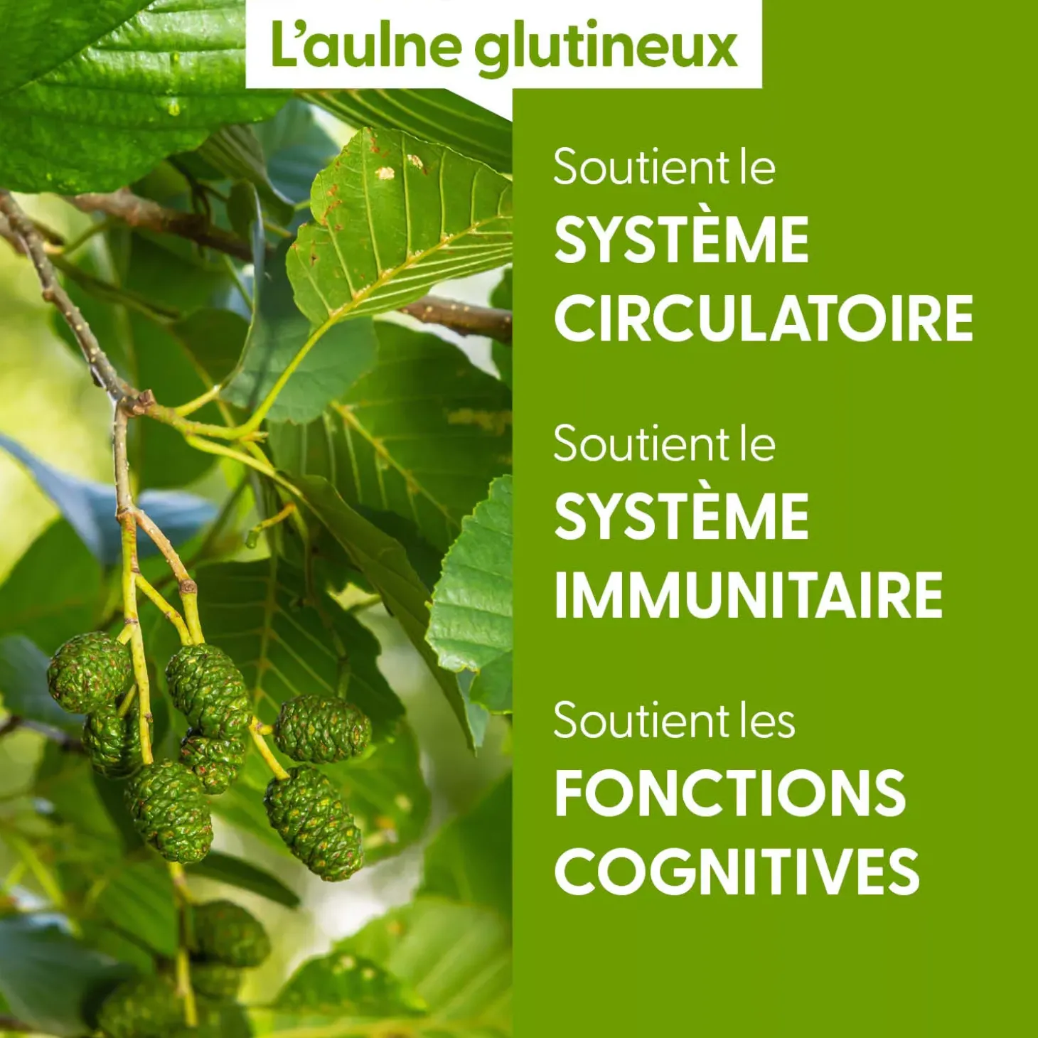 Aulne Glutineux bio (Alnus Glutinosa) – Macérat concentré de bourgeons frais