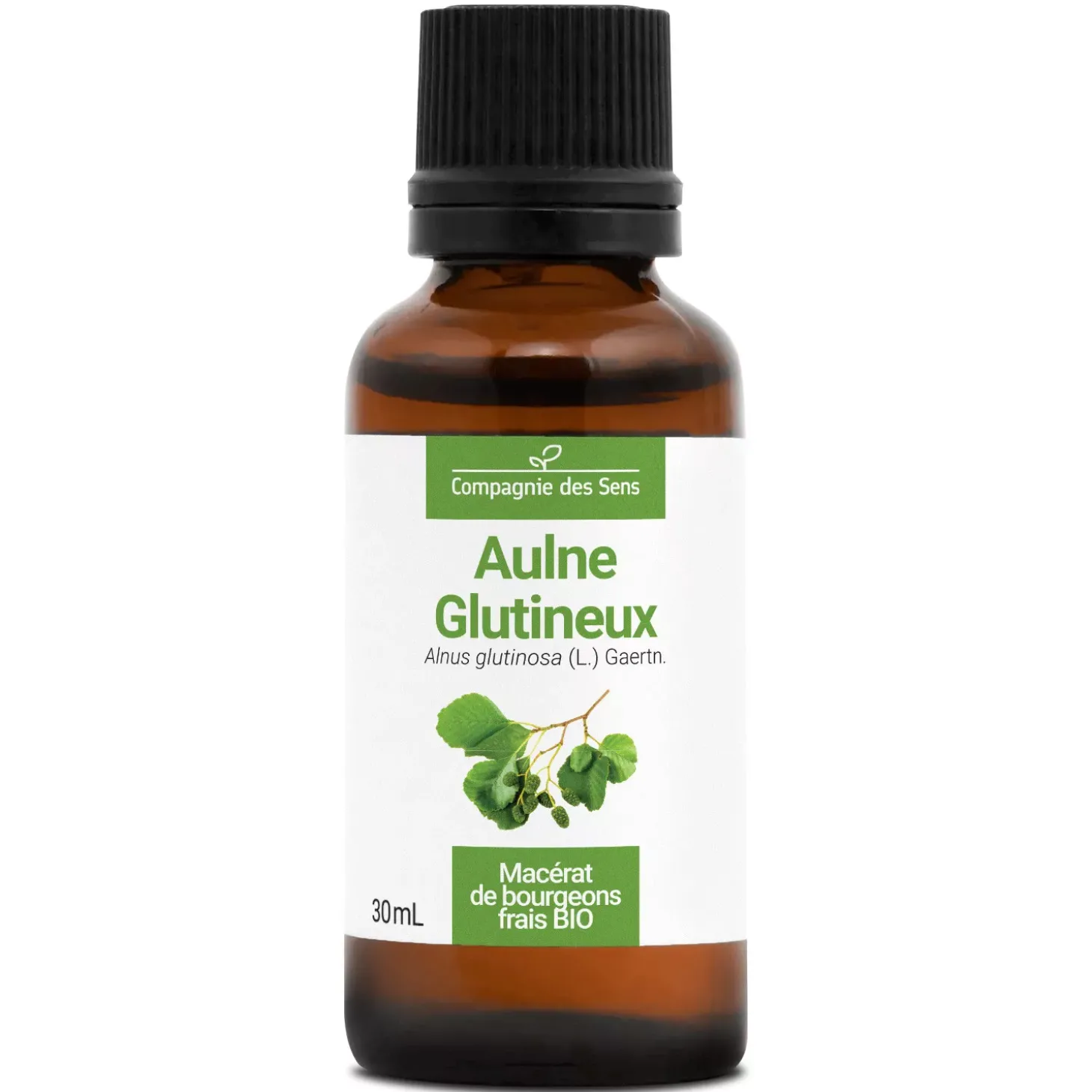Aulne Glutineux bio (Alnus Glutinosa) – Macérat concentré de bourgeons frais