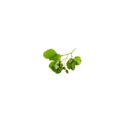 Aulne Glutineux bio (Alnus Glutinosa) – Macérat concentré de bourgeons frais