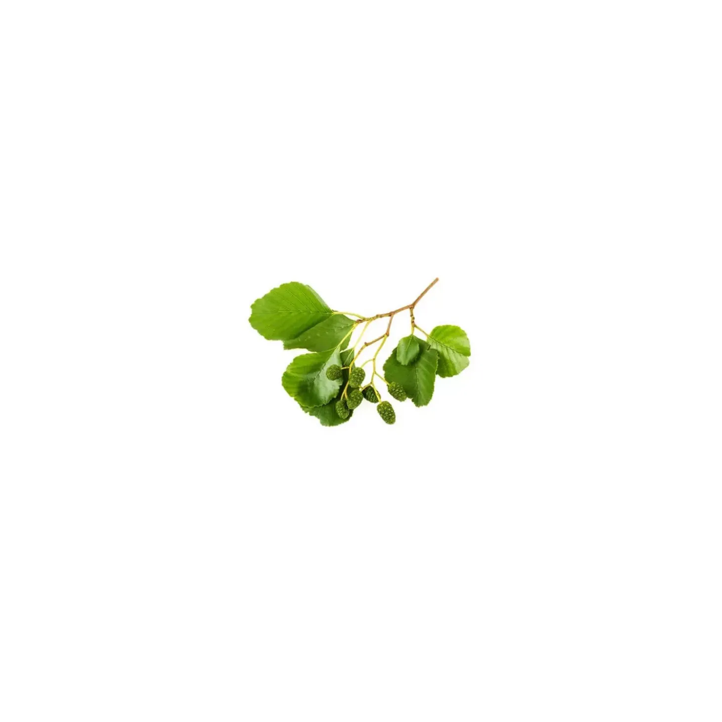 Aulne Glutineux bio (Alnus Glutinosa) – Macérat concentré de bourgeons frais