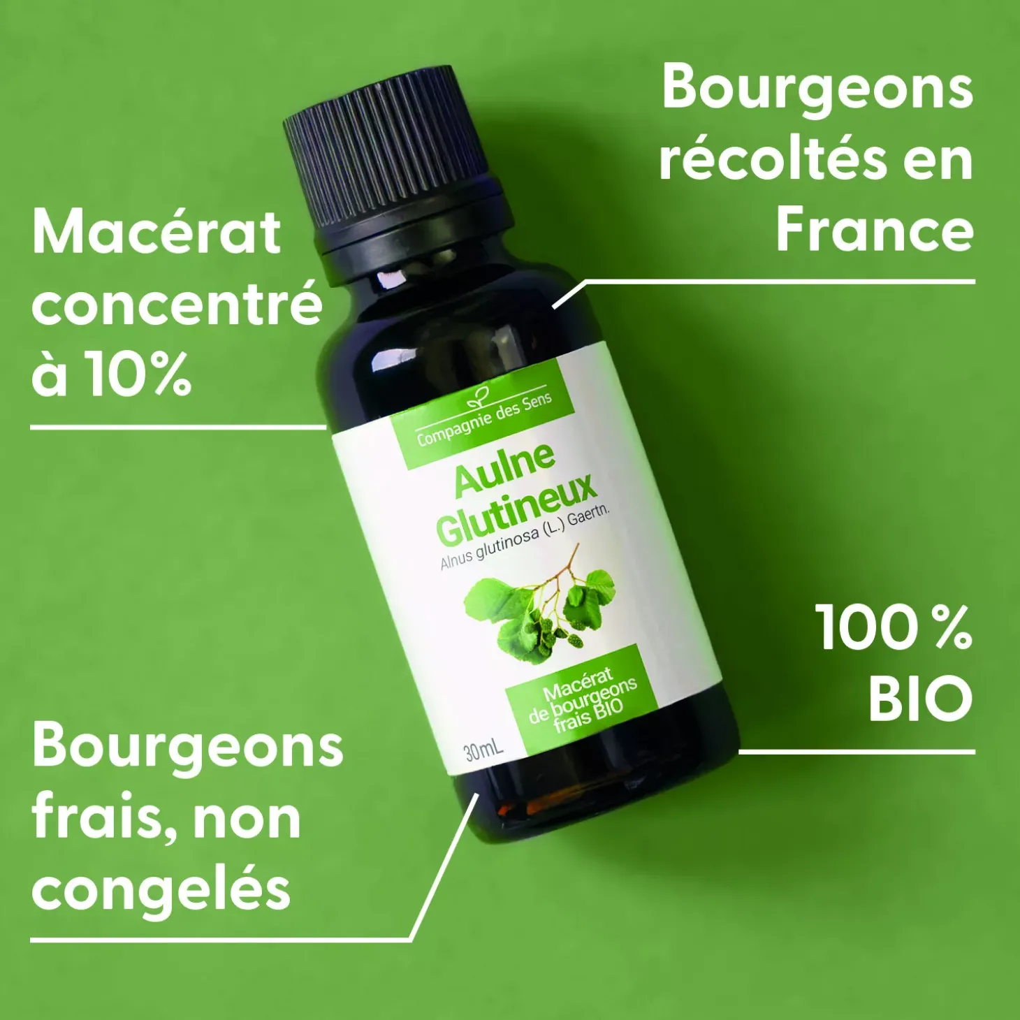 Aulne Glutineux bio (Alnus Glutinosa) – Macérat concentré de bourgeons frais