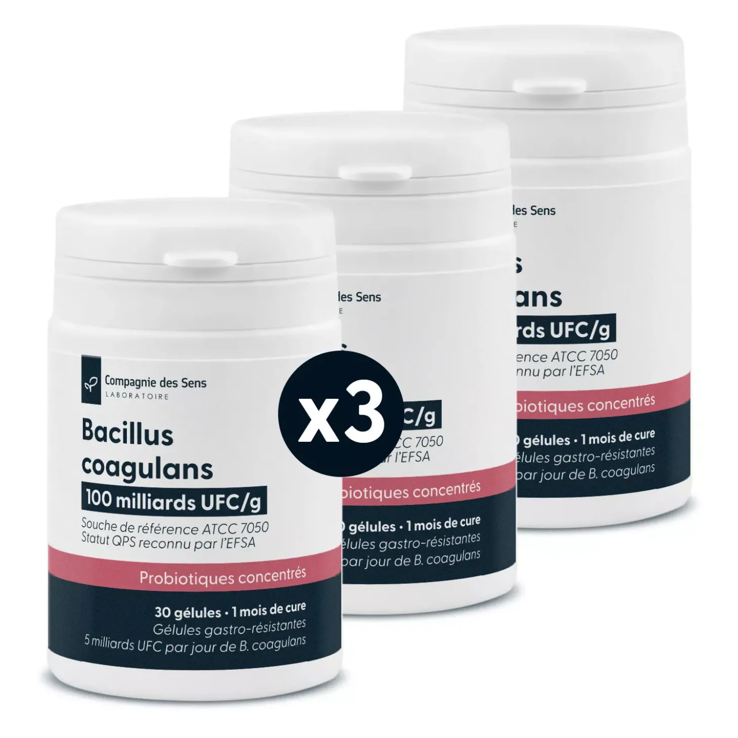 Bacillus coagulans