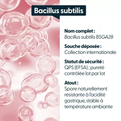 Bacillus subtilis