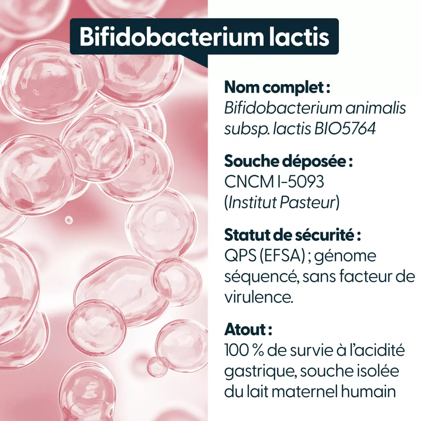 Bifidobacterium animalis lactis
