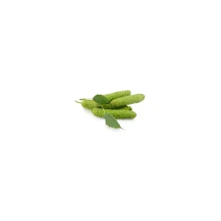 Bouleau Pubescent bio (Betula Pubescens) – Macérat concentré de bourgeons frais