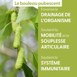 Bouleau Pubescent bio (Betula Pubescens) – Macérat concentré de bourgeons frais