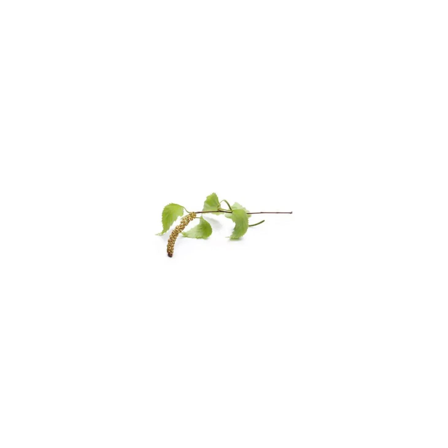 Bouleau Verruqueux bio (Betula Pendula) – Macérat concentré de bourgeons frais