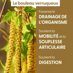 Bouleau Verruqueux bio (Betula Pendula) – Macérat concentré de bourgeons frais