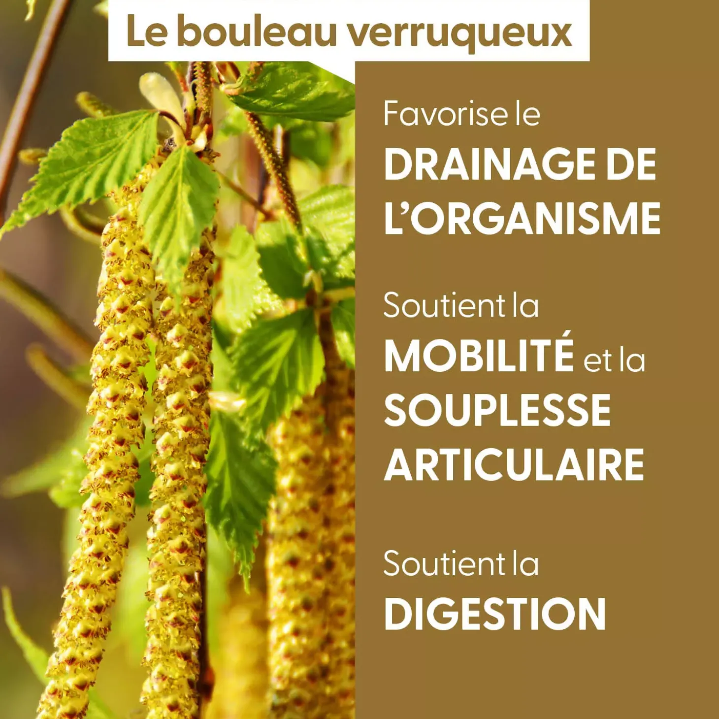 Bouleau Verruqueux bio (Betula Pendula) – Macérat concentré de bourgeons frais