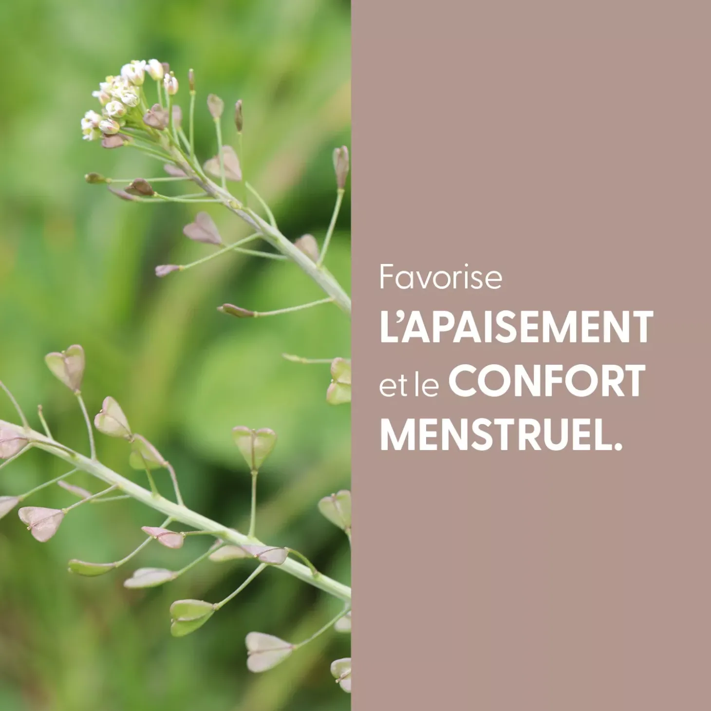 Bourse à Pasteur bio (Capsella Bursa-Pastoris) – Extrait hydroalcoolique concentré
