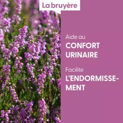 Bruyère bio (Calluna Vulgaris) – Macérat concentré de bourgeons frais