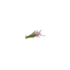 Bruyère bio (Calluna Vulgaris) – Macérat concentré de bourgeons frais