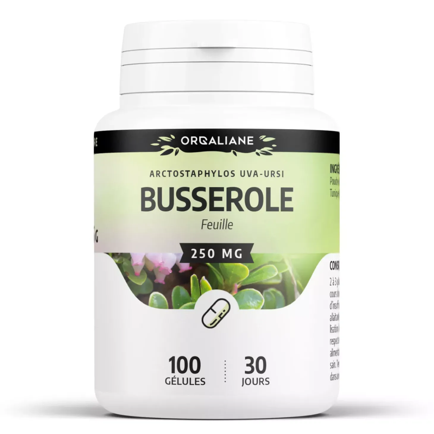 Busserole (Raisin d'Ours) – Arctostaphylos uva-ursi – 100 gélules de 250 mg