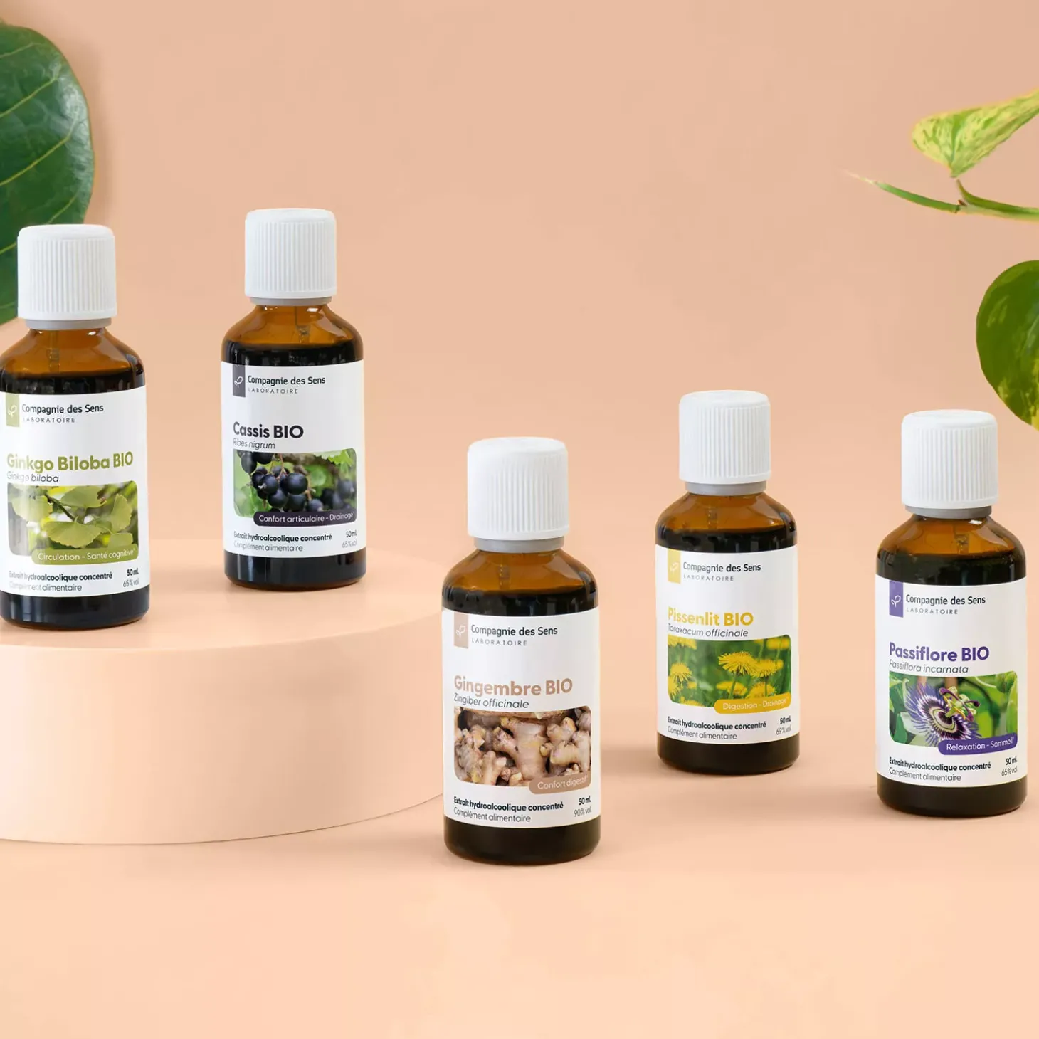Calendula bio (Souci officinal) – Extrait hydroalcoolique concentré