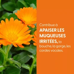 Calendula bio (Souci officinal) – Extrait hydroalcoolique concentré