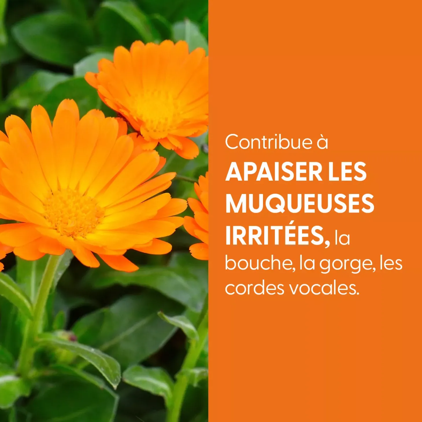 Calendula bio (Souci officinal) – Extrait hydroalcoolique concentré