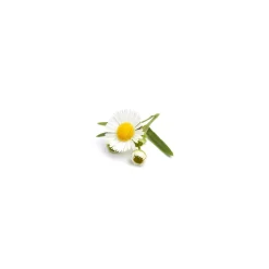 Camomille matricaire