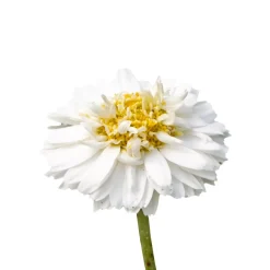 Camomille romaine