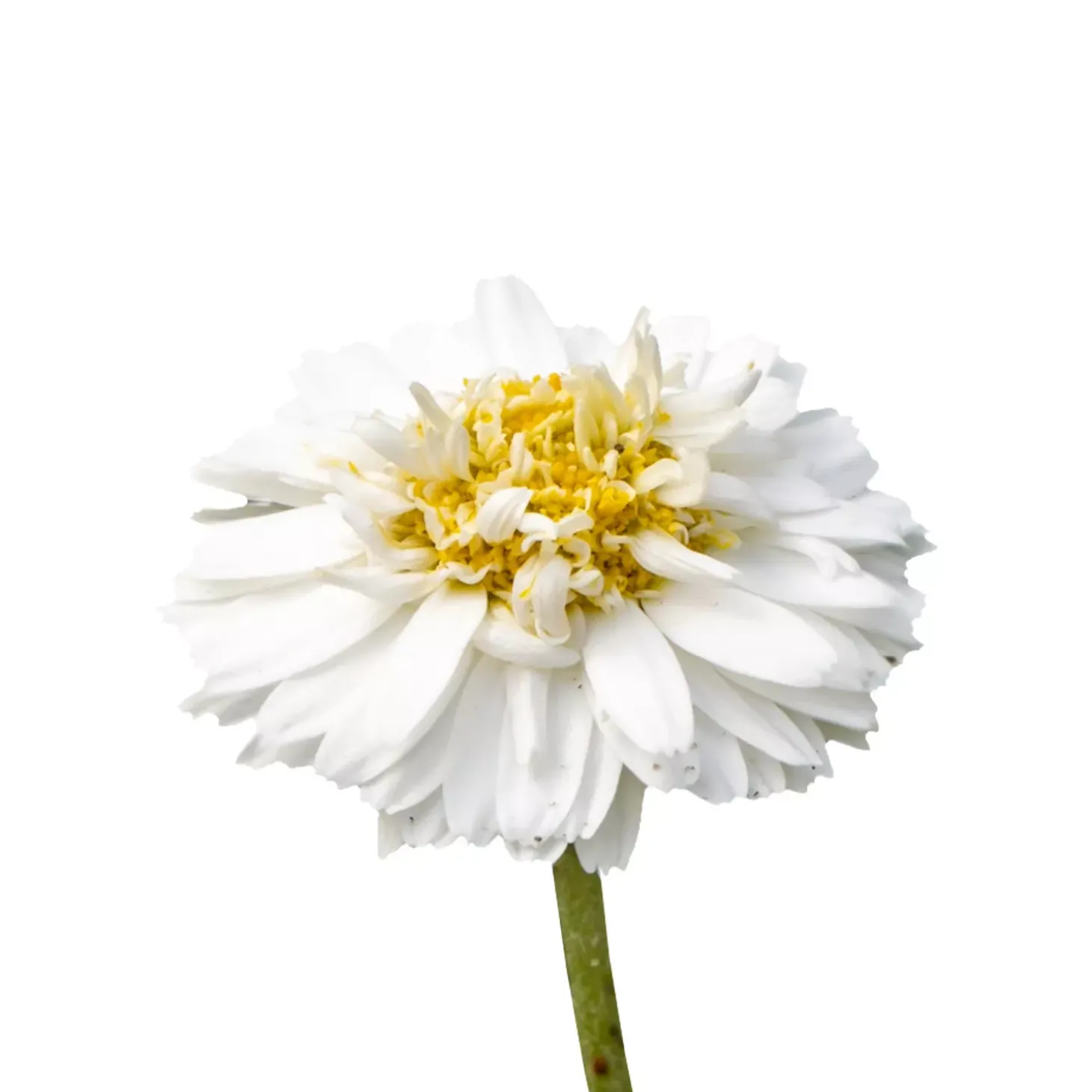 Camomille romaine