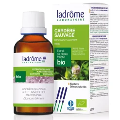 Cardère Sauvage bio – Dipsacus Fullonum – Extrait hydroalcoolique concentré
