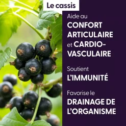 Cassis bio (Ribes Nigrum) – Macérat concentré de bourgeons frais