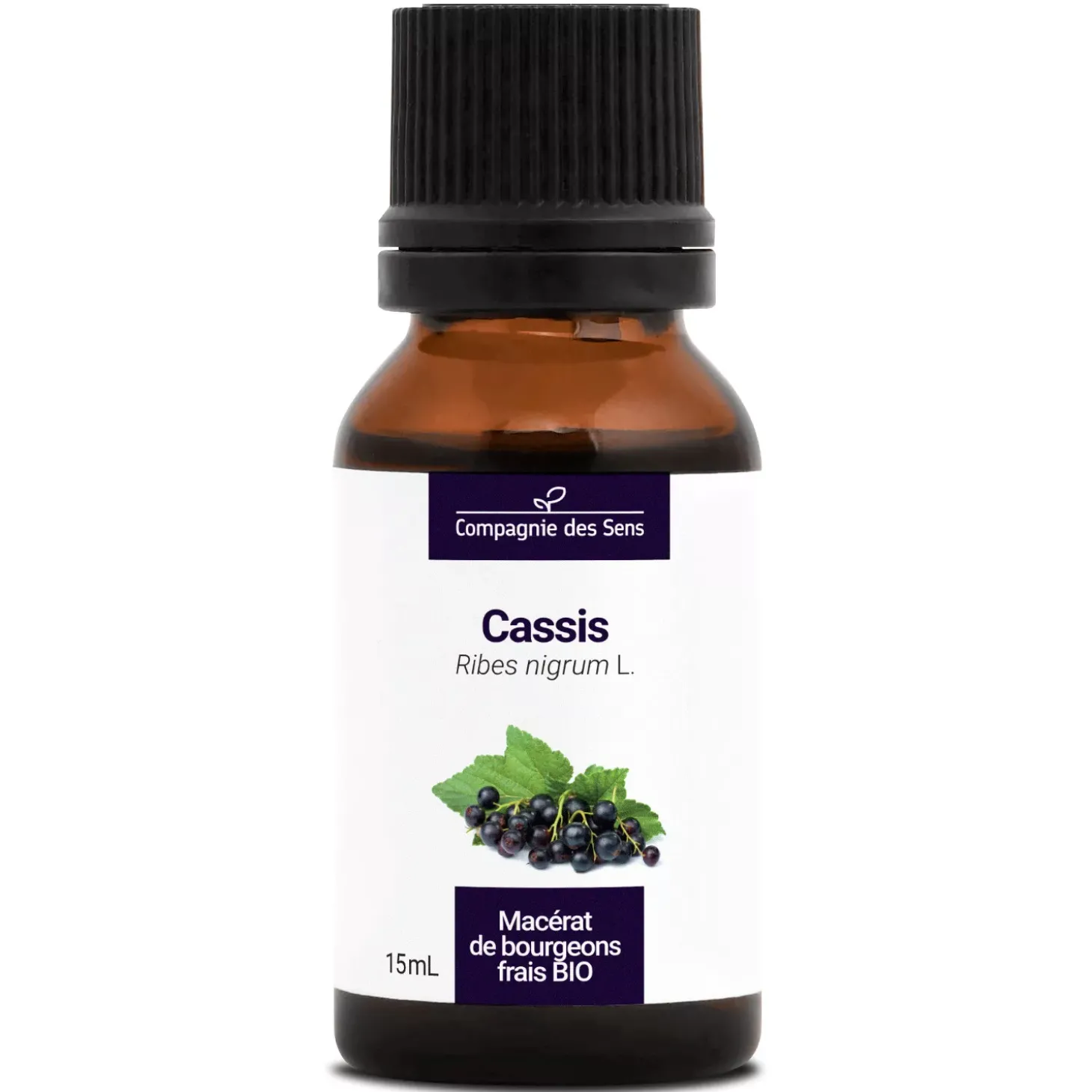 Cassis bio (Ribes Nigrum) – Macérat concentré de bourgeons frais