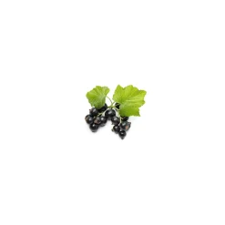 Cassis bio (Ribes Nigrum) – Macérat concentré de bourgeons frais
