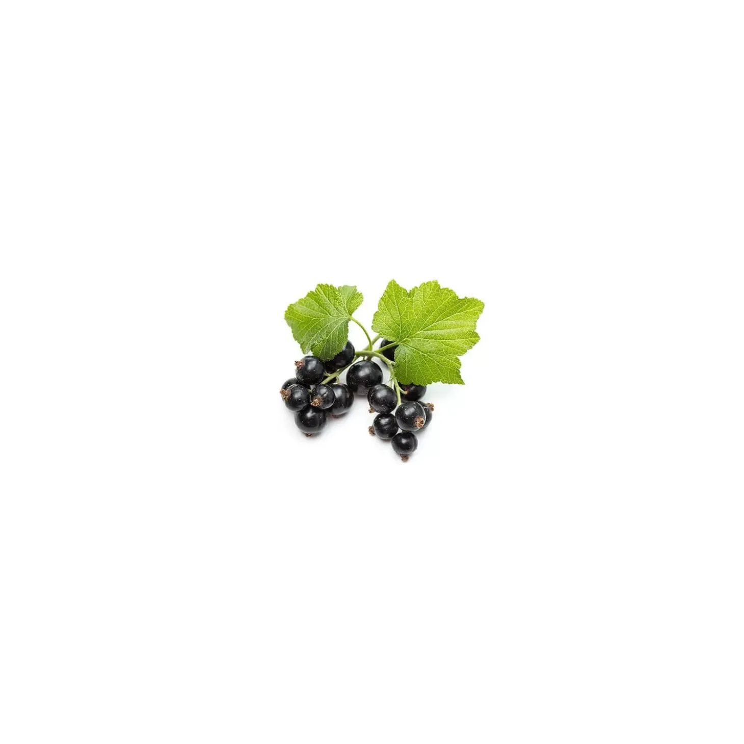 Cassis bio (Ribes Nigrum) – Macérat concentré de bourgeons frais