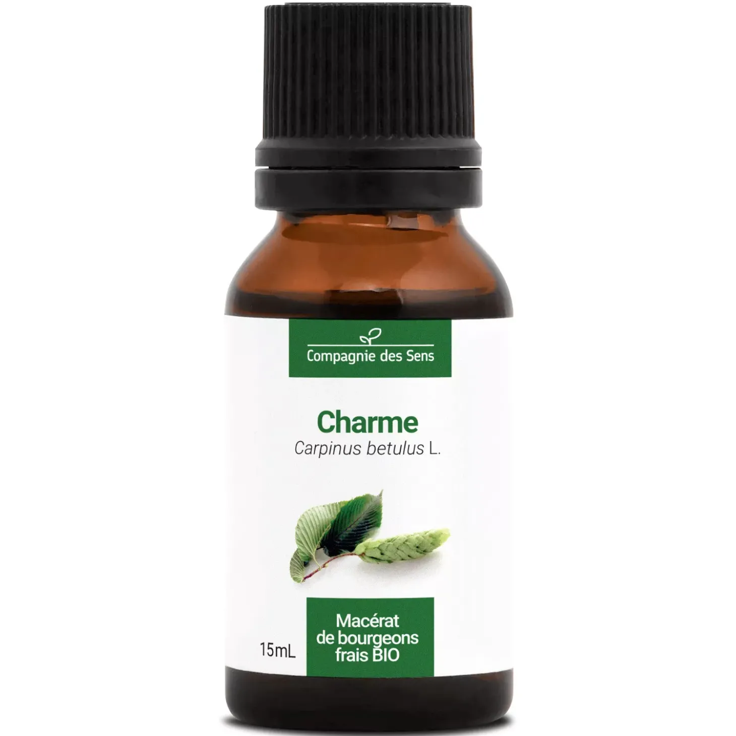 Charme bio (Carpinus Betulus) – Macérat concentré de bourgeons frais