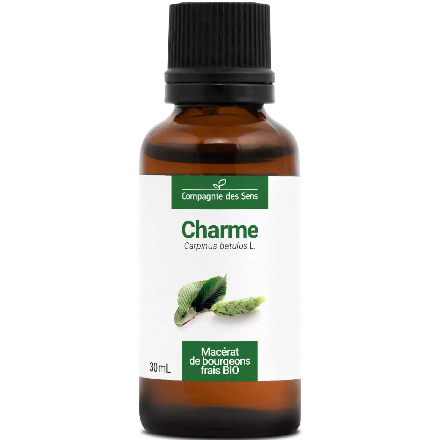 Charme bio (Carpinus Betulus) – Macérat concentré de bourgeons frais