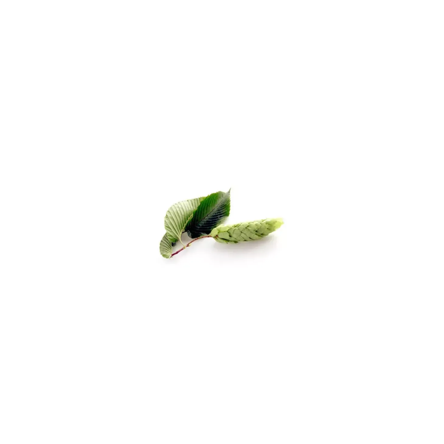 Charme bio (Carpinus Betulus) – Macérat concentré de bourgeons frais