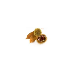 Châtaignier bio (Castanea Sativa) – Macérat concentré de bourgeons frais