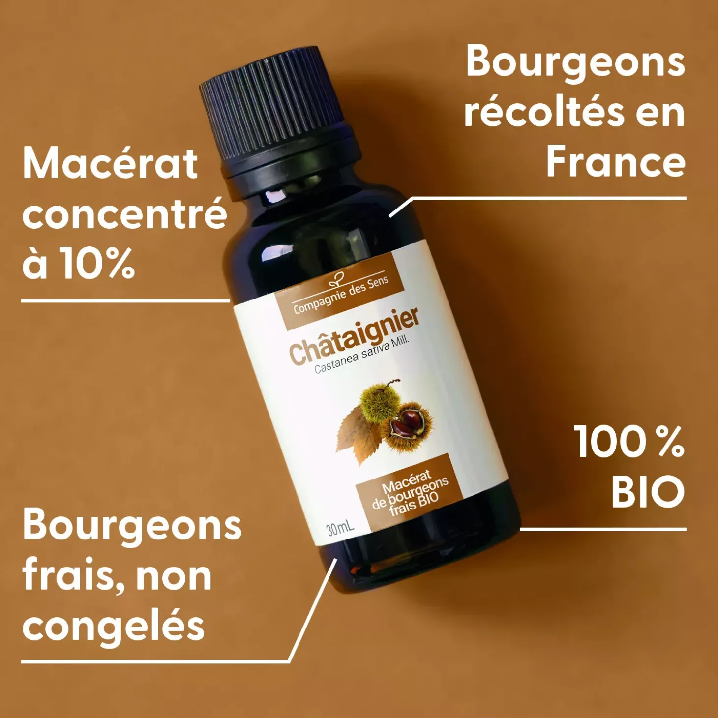 Châtaignier bio (Castanea Sativa) – Macérat concentré de bourgeons frais