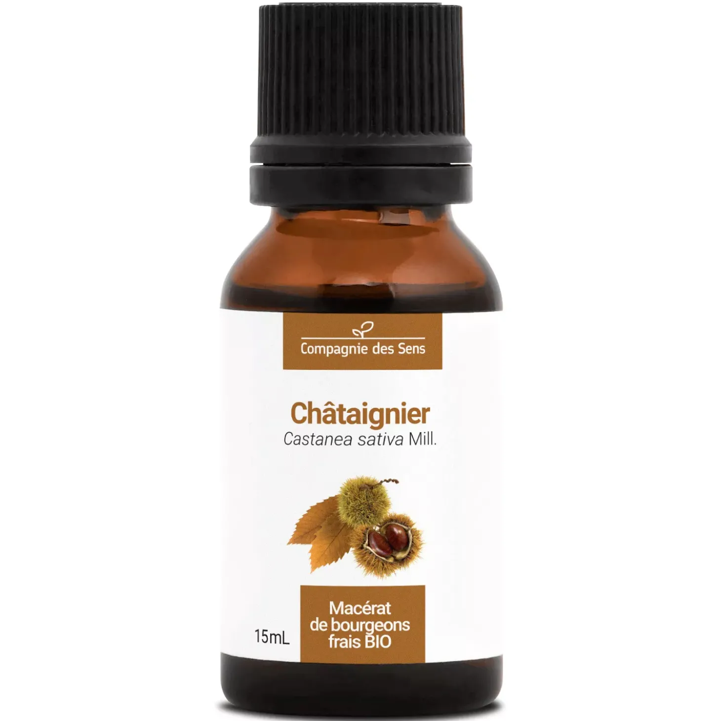 Châtaignier bio (Castanea Sativa) – Macérat concentré de bourgeons frais