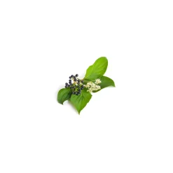 Cornouiller Sanguin bio (Cornus Sanguinea) – Macérat concentré de bourgeons frais