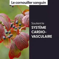 Cornouiller Sanguin bio (Cornus Sanguinea) – Macérat concentré de bourgeons frais
