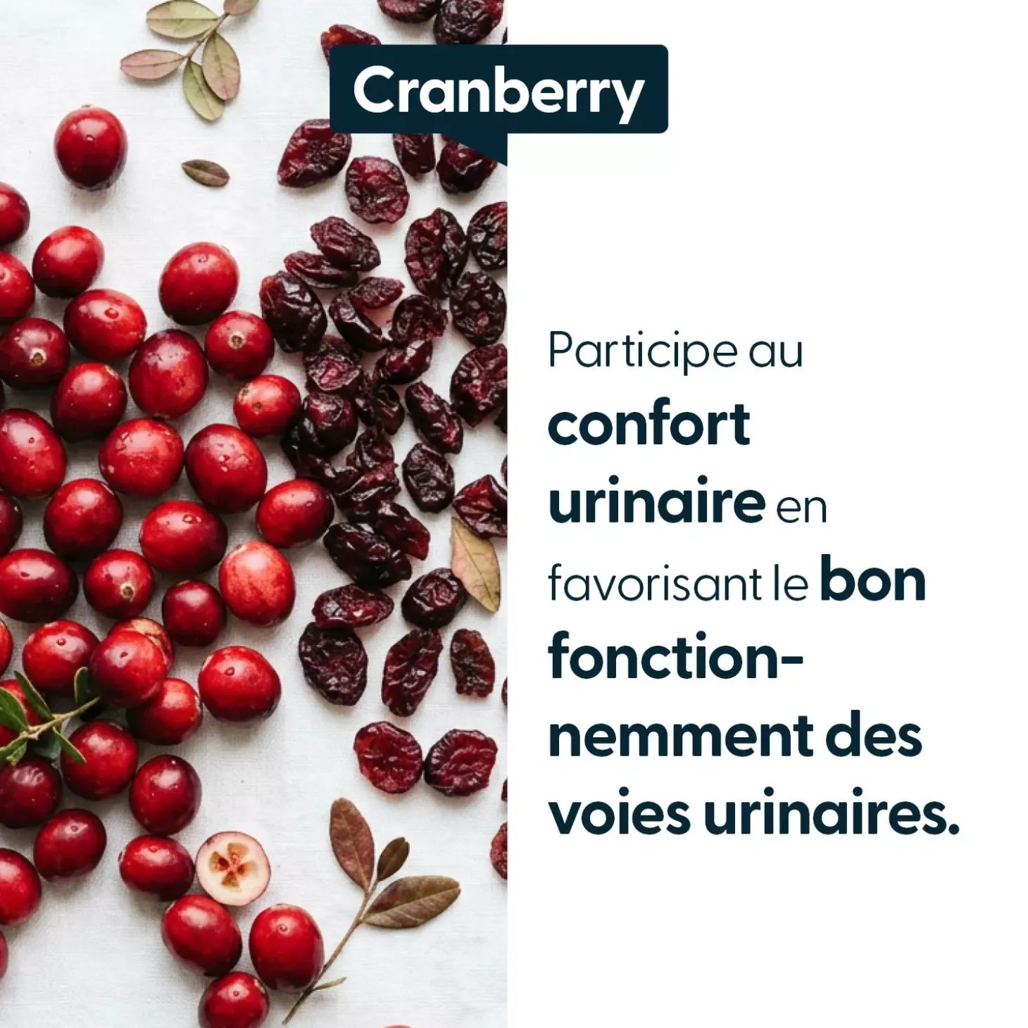 Cranberry concentrée