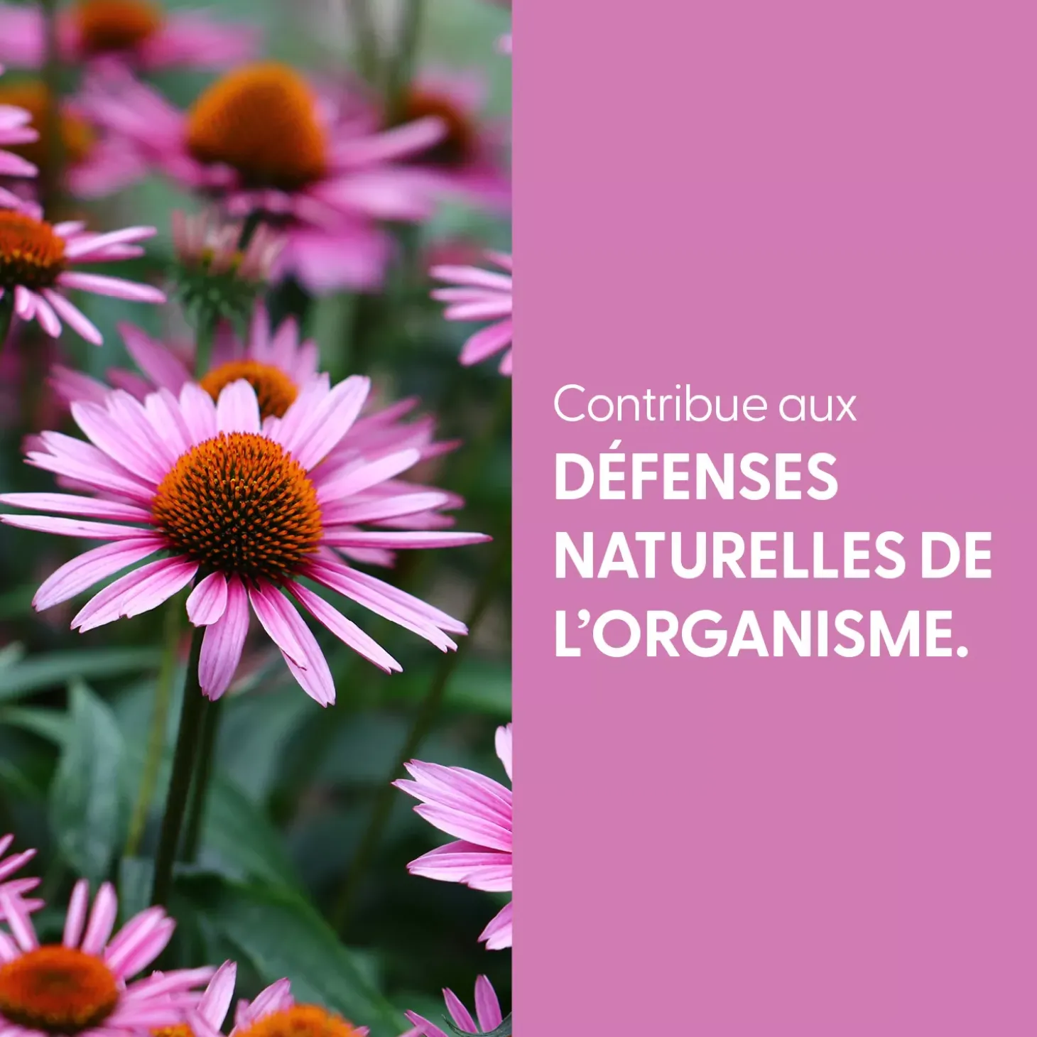 Echinacée bio (Echinacea Purpurea) – Extrait hydroalcoolique concentré