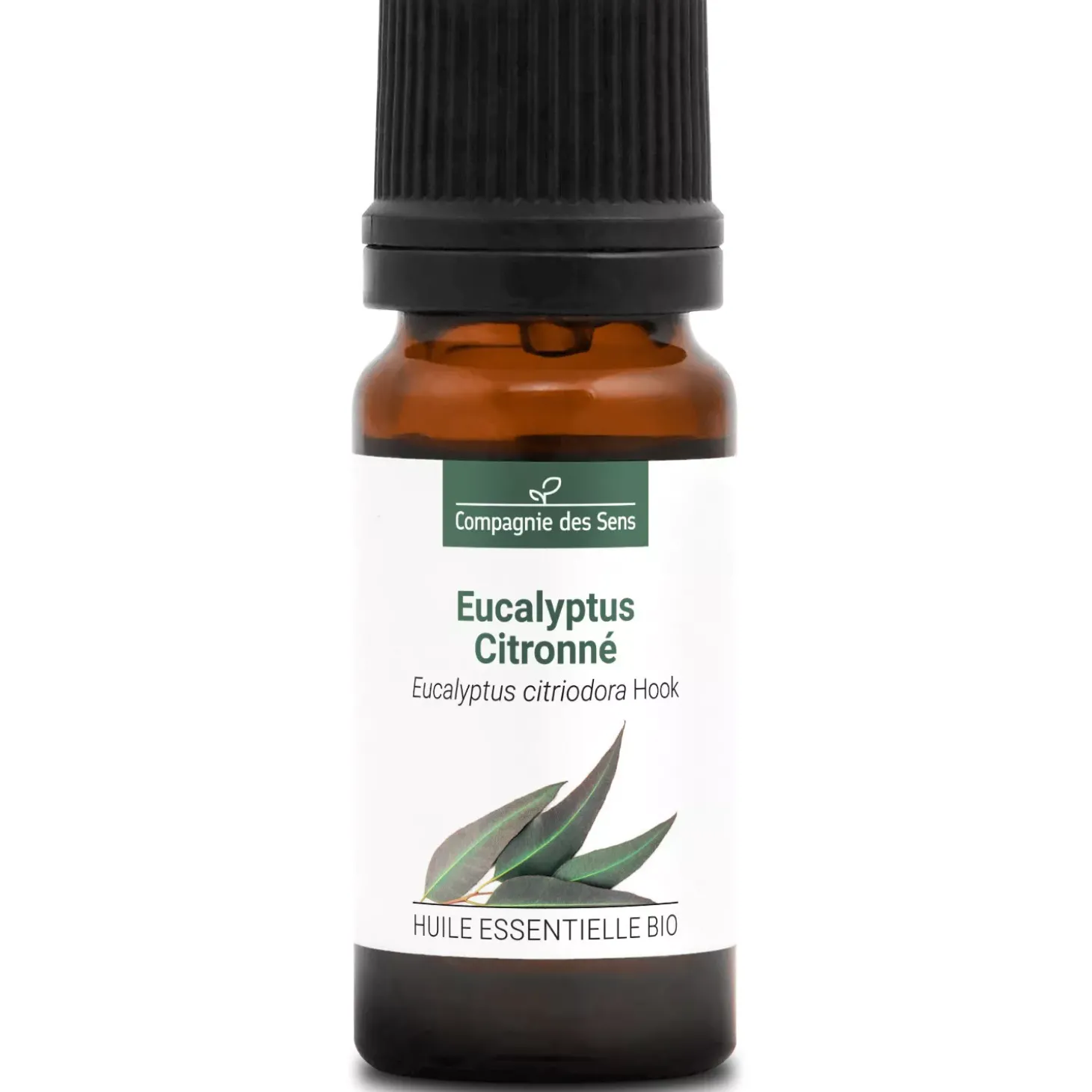 Eucalyptus citronné