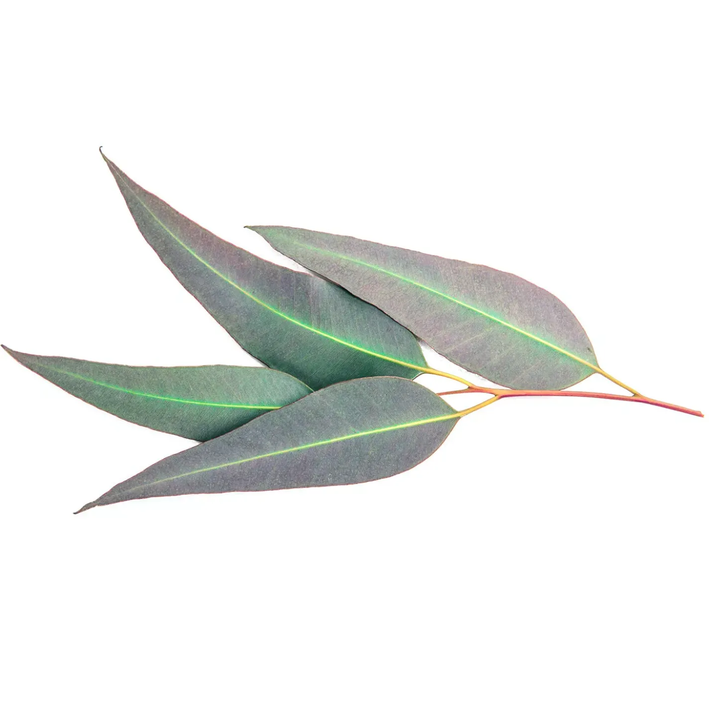 Eucalyptus citronné